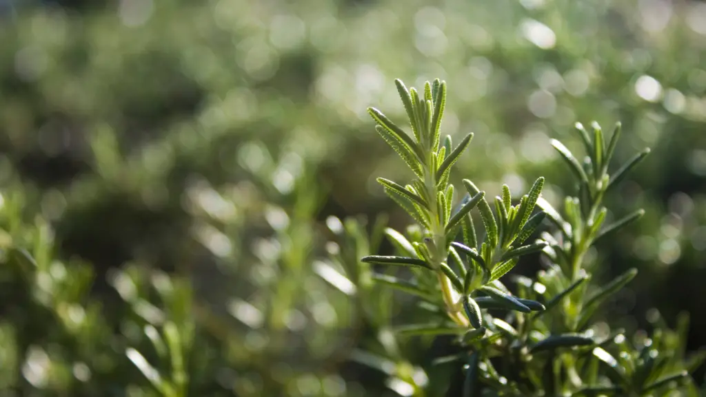 close up view of rosemary