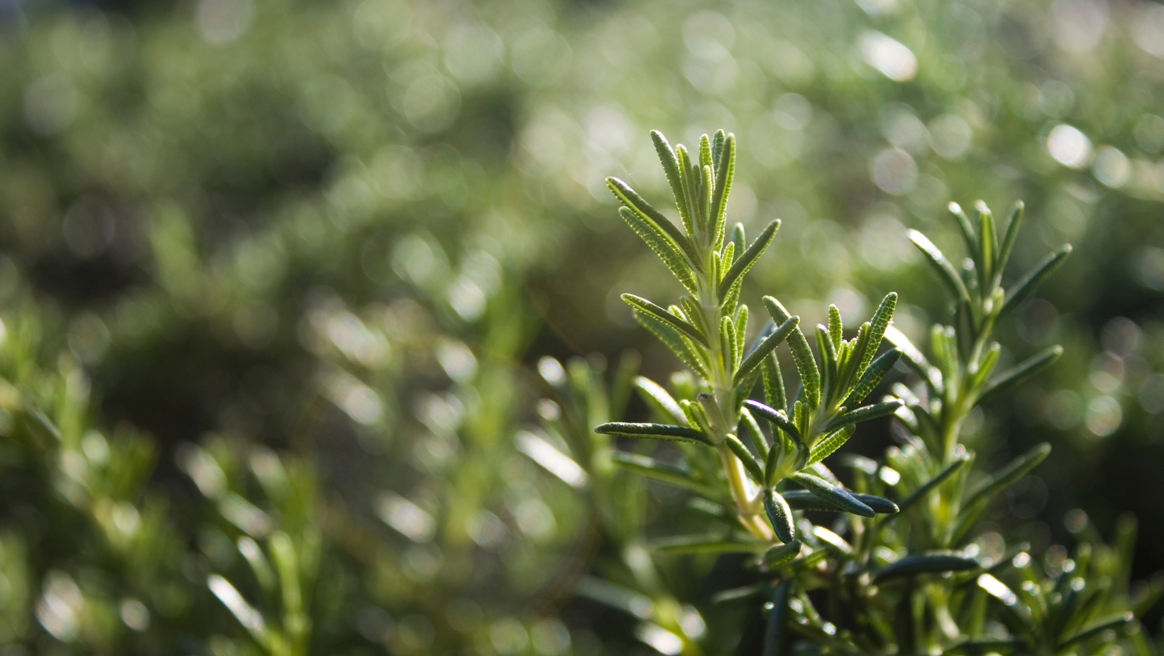 Watering Rosemary How Often To Water Rosemary? Theyardable
