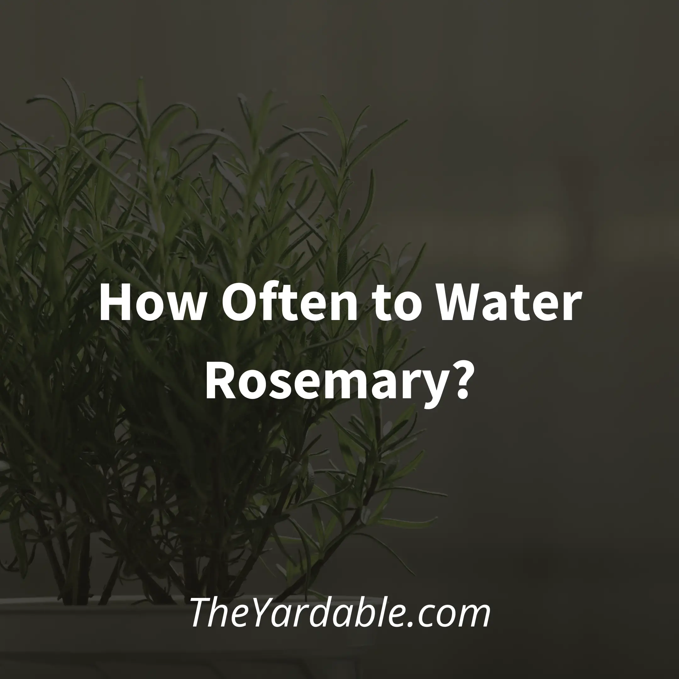 Watering Rosemary: How Often To Water Rosemary?