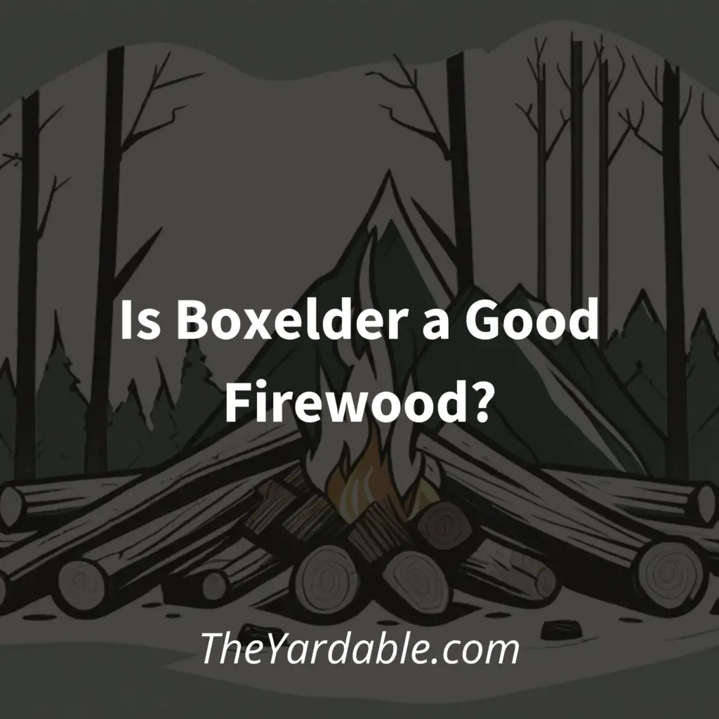 Boxelder logs burning in the background